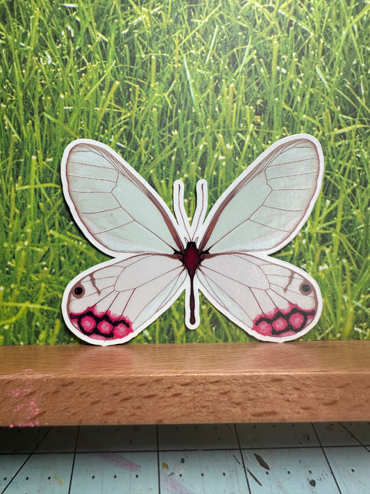 clearwing moth