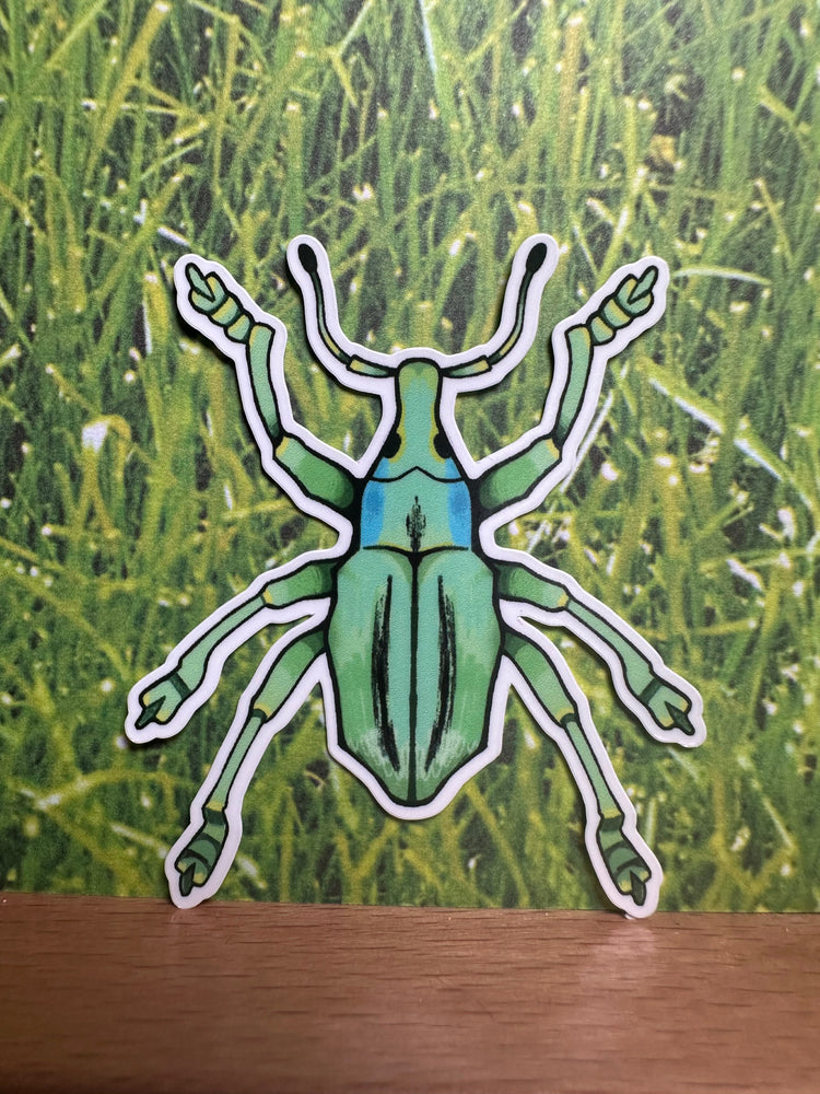 Bugs & Insects