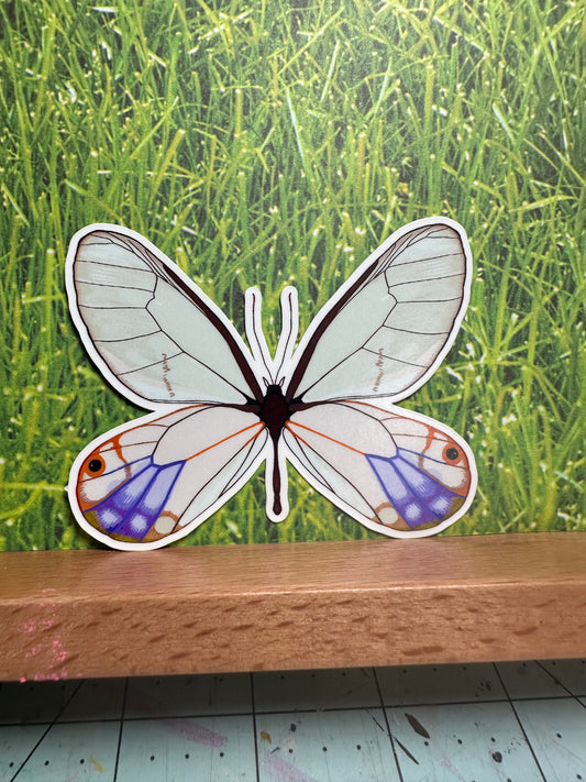 clearwing moth